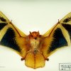 Kerivoula picta, Indonésie - insectivore, (coll. D-GRRR)